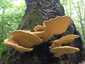 Sárga gévagomba (Laetiporus sulphureus), Budai-hegység